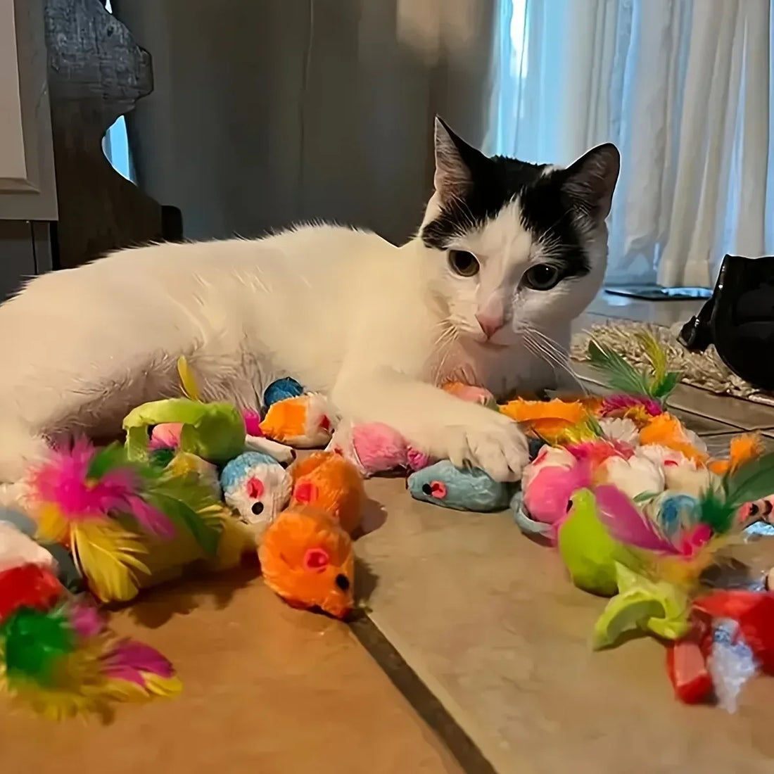 Pack de jouets pour chat, 14 à 56 pièces