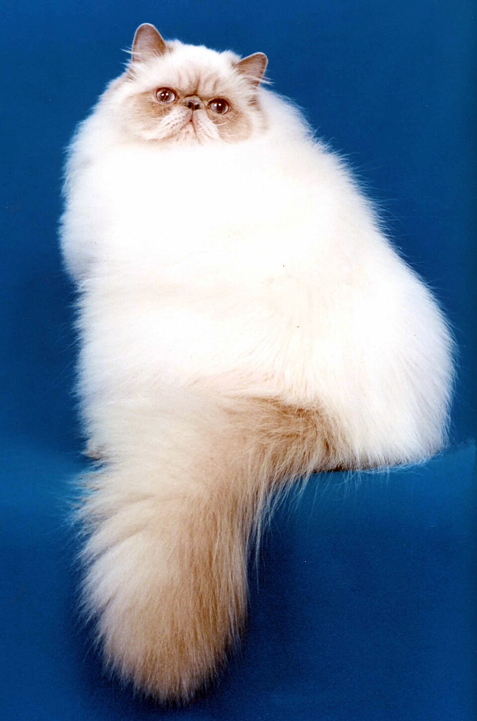 Himalayen