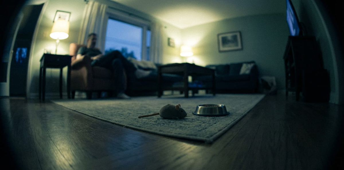 Comment voit un chat ?