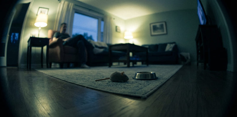 Comment voit un chat ?