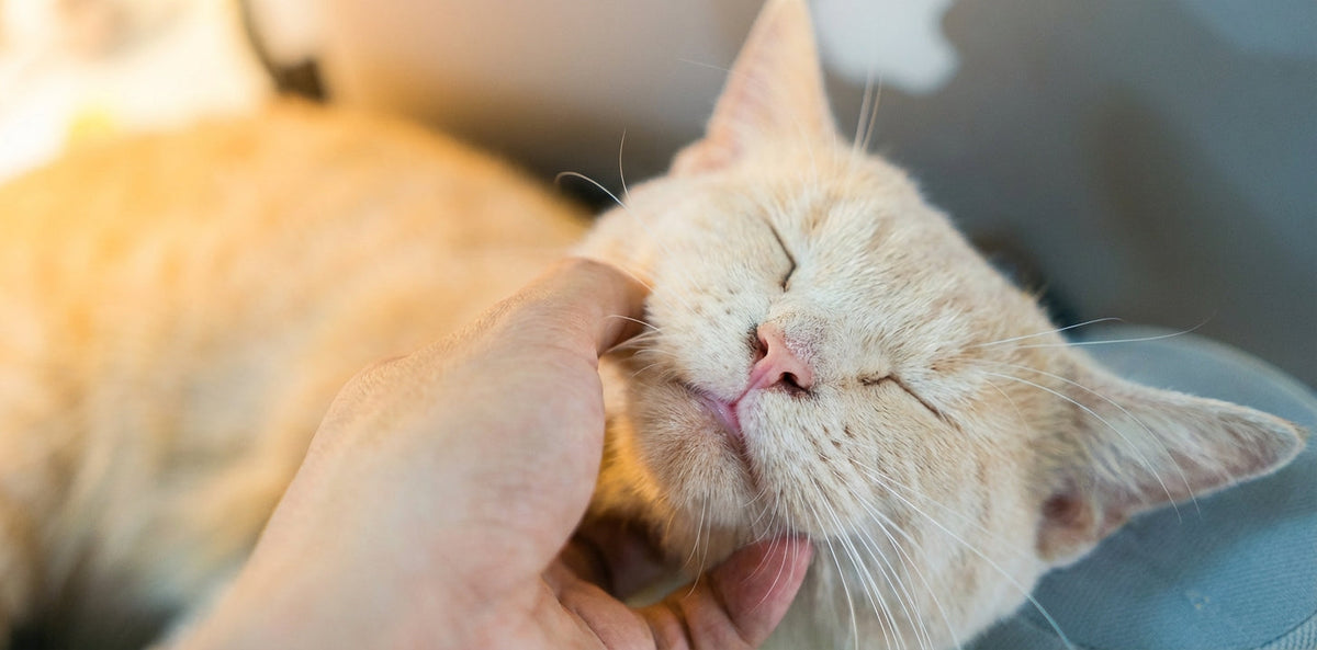 Comment savoir si votre chat vous aime ? Les 10 signes d'affection