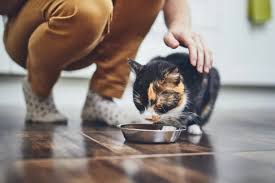 Persan, British, Exotic : pourquoi ces chats régurgitent (et 5 solutions concrètes)