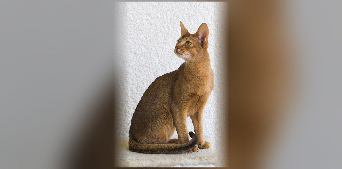 Abyssin : origine, caractère et prix de ce chat