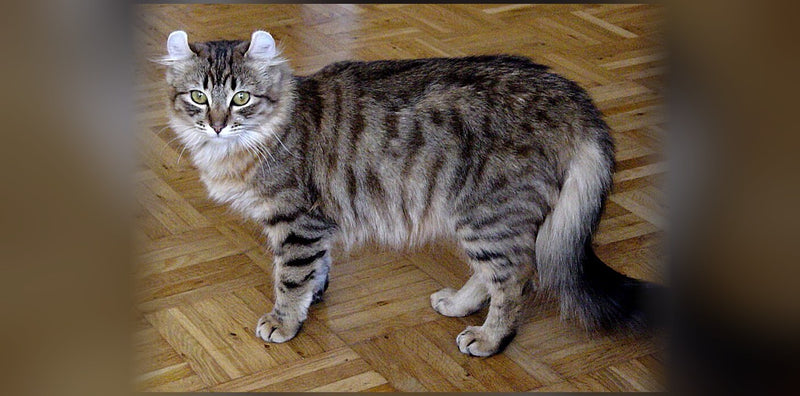 Chat American Curl : oreilles recourbées, caractère et prix