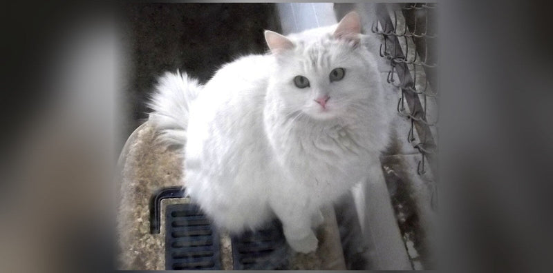 Angora Turc : origine, caractère et prix
