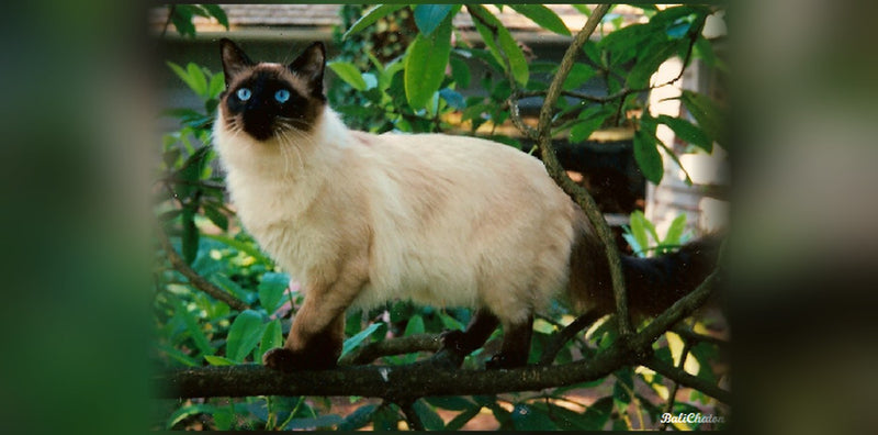 Chat Balinais : le siamois à poils longs (caractère, prix)