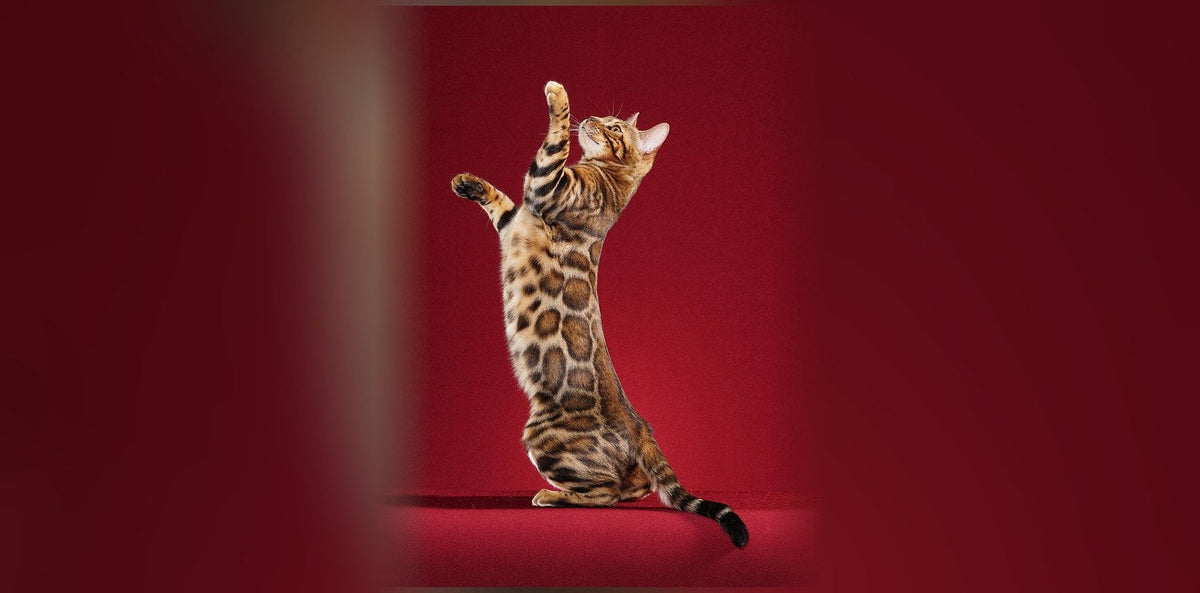 Chat Bengal : caractère, prix et générations F1 à F4