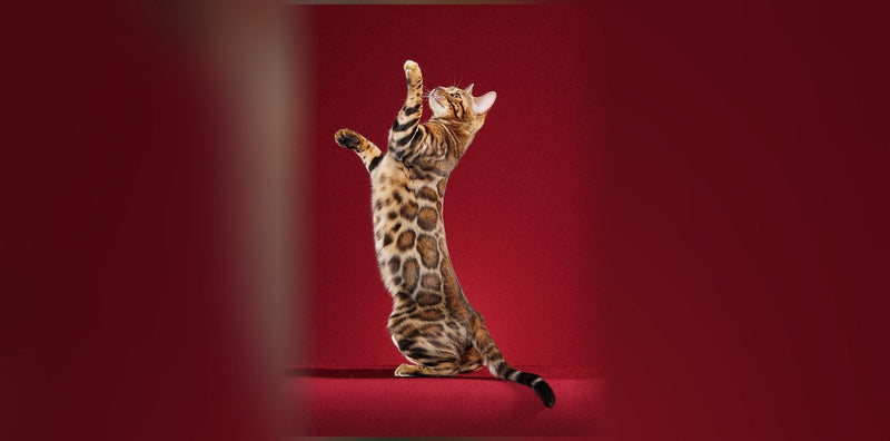 Chat Bengal : caractère, prix et générations F1 à F4