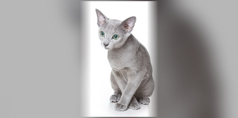 Bleu Russe : origine, caractère et prix de ce chat
