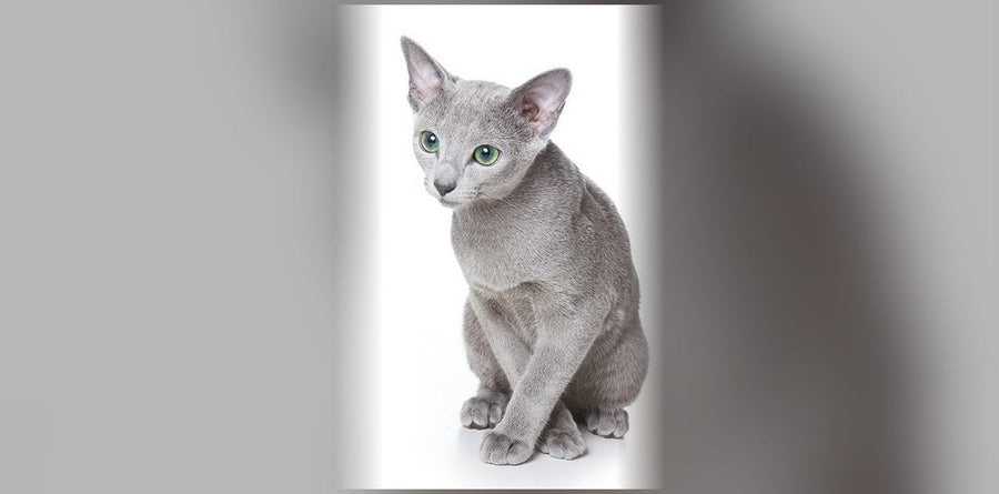 Bleu Russe : origine, caractère et prix de ce chat