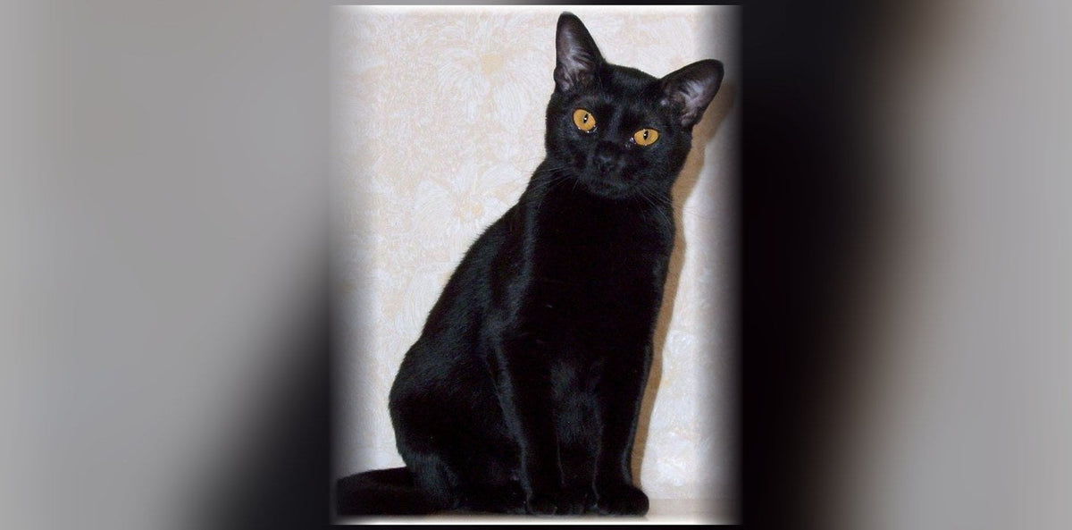 Chat Bombay : origine, caractère et prix de la race