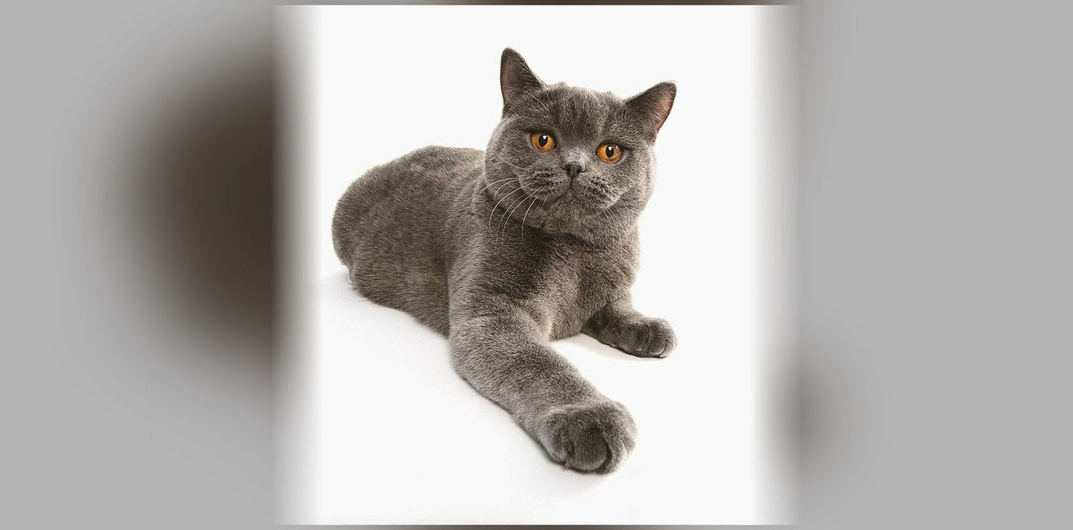 British Shorthair : origine, caractère et prix