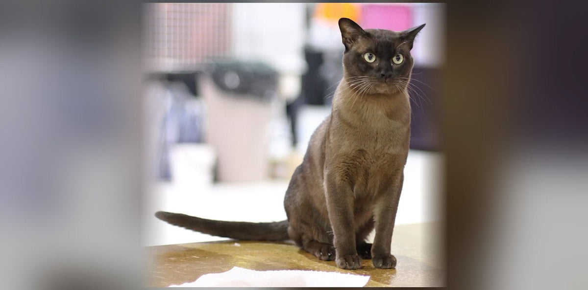 Burmese : histoire, caractère et prix de ce chat
