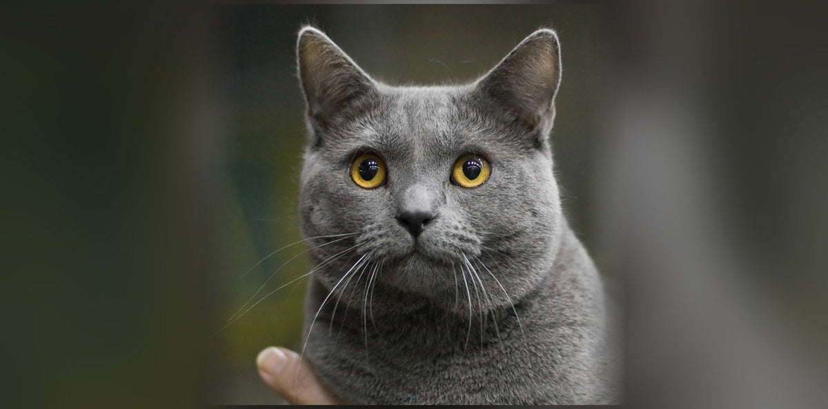 Chartreux : origine, caractère et prix de ce chat français