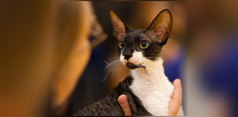Chat Cornish Rex : le pelage ondulé, caractère et prix