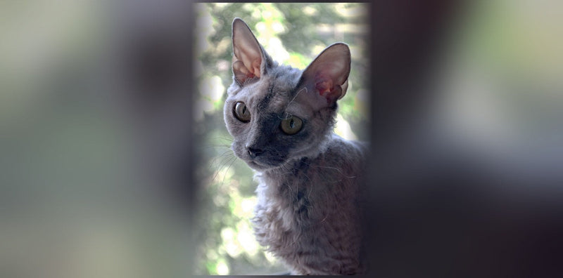Devon Rex : origine, caractère et prix de ce chat