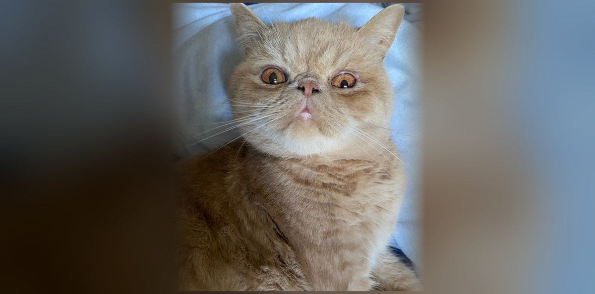 Exotic Shorthair: Origins, Temperament, and Price
