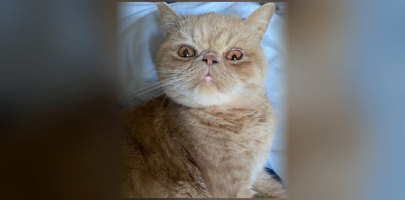 Exotic Shorthair : origines, caractère et prix