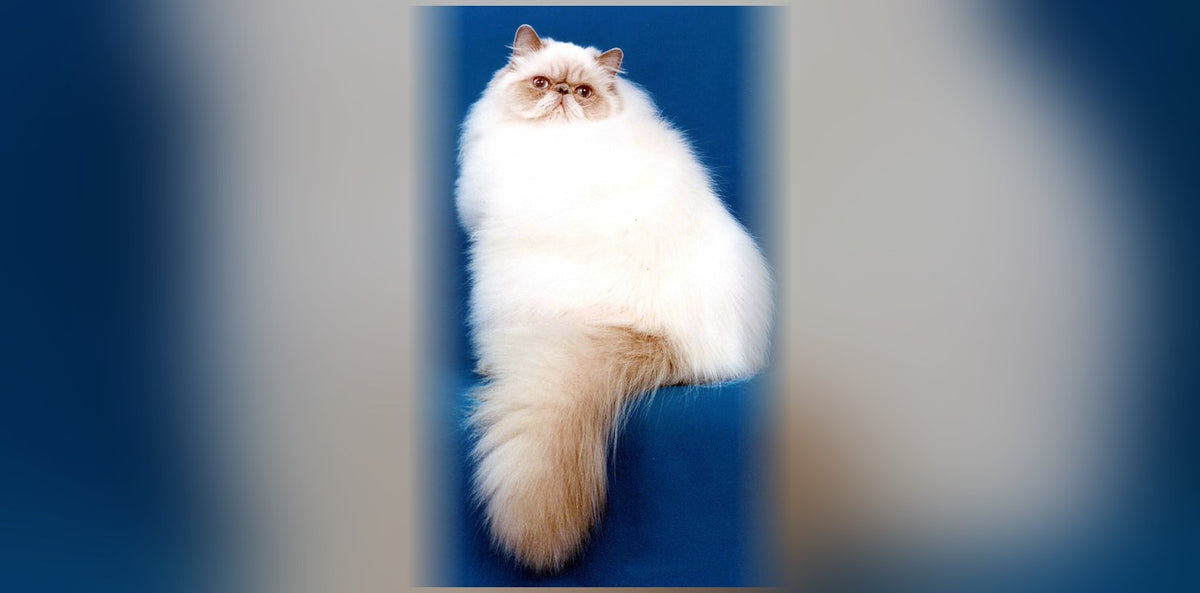 Chat Himalayen : origine, caractère et prix