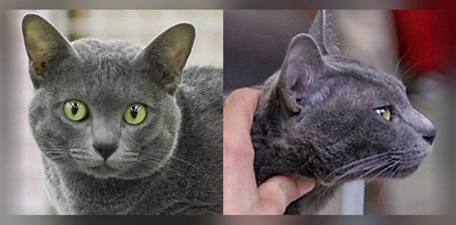 Korat : le chat porte-bonheur venu de Thaïlande