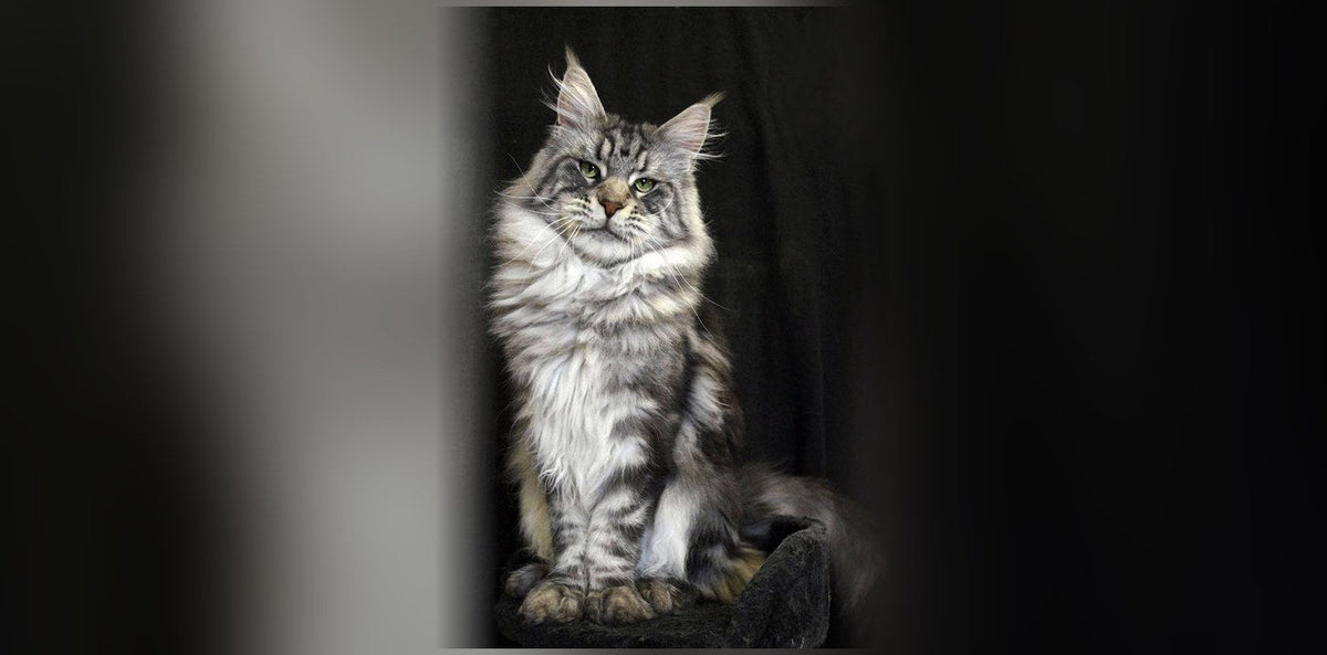 Maine Coon : origine, caractère et prix de ce géant