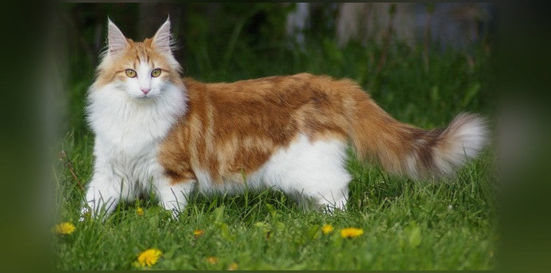 Chat Norvégien : origine, caractère et prix