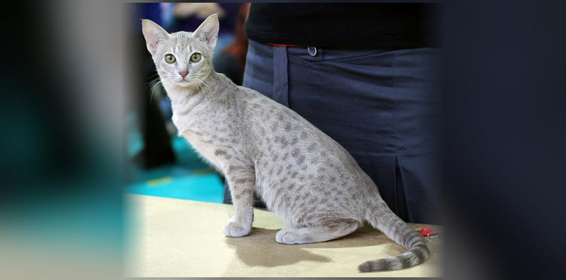 Chat Ocicat : le look léopard, caractère et prix
