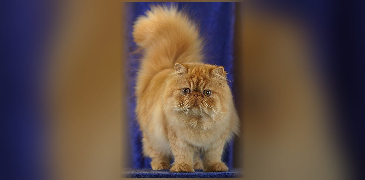 Chat Persan : origine, caractère et prix