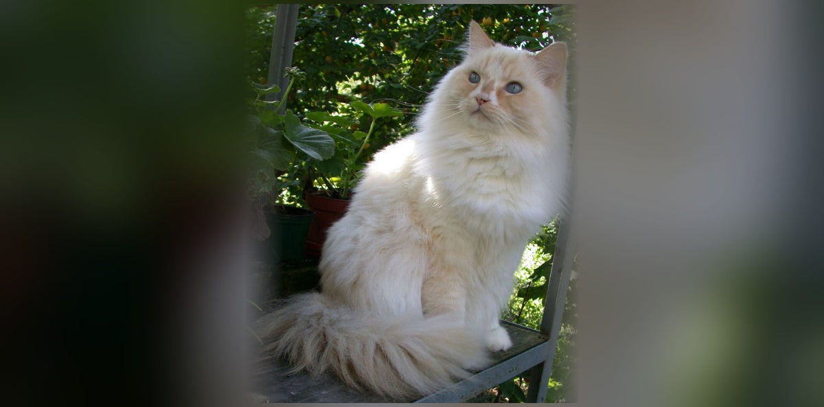 Chat Ragamuffin : le cousin du Ragdoll, caractère et prix