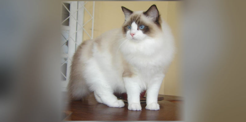 Chat Ragdoll : le géant aux yeux bleus, caractère et prix