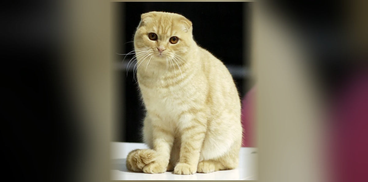 Chat Scottish Fold : oreilles pliées, santé et prix