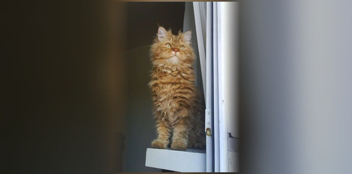 Chat Selkirk Rex : le « chat mouton » bouclé et prix