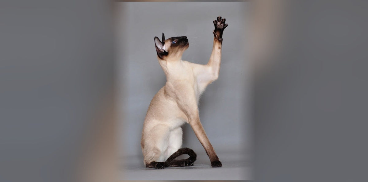 The Siamese Cat: History, Temperament, and Price