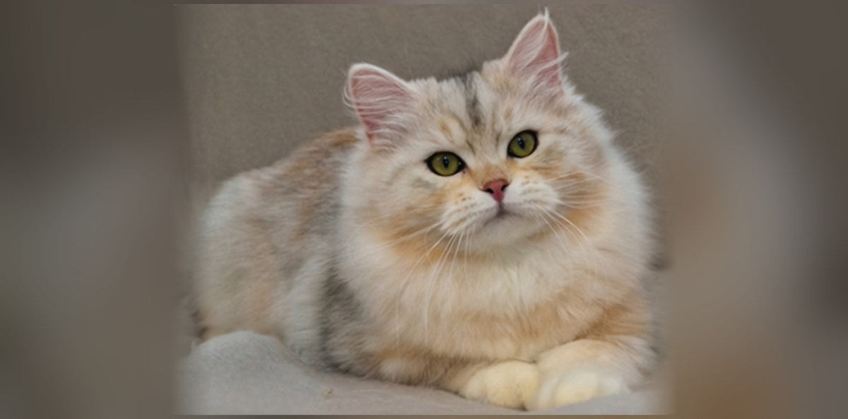 Chat Sibérien : origine, caractère et prix