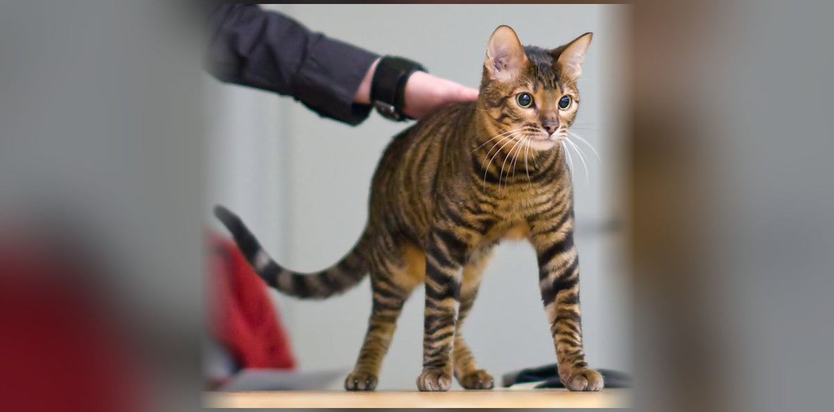 Toyger : le tigre miniature venu des États-Unis