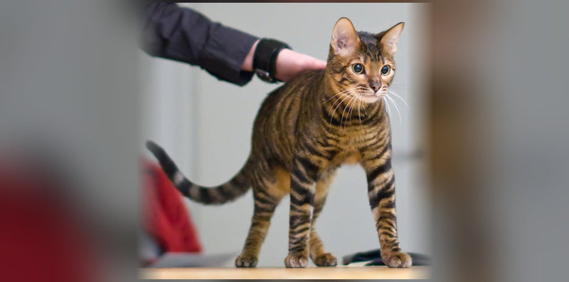 Toyger : le tigre miniature venu des États-Unis