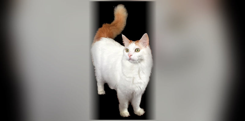 Van Turc : origine, caractère et prix de ce chat