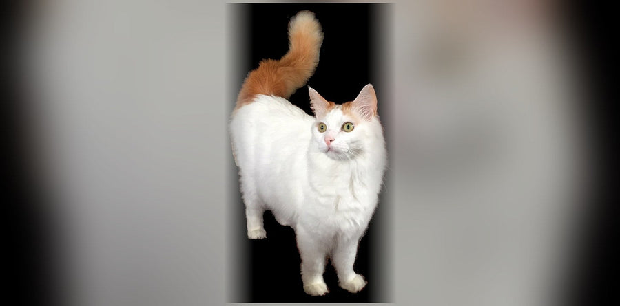 Van Turc : origine, caractère et prix de ce chat
