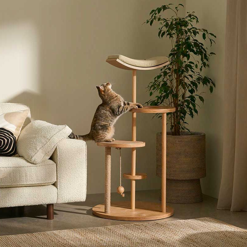 Tous Nos Arbres À Chat