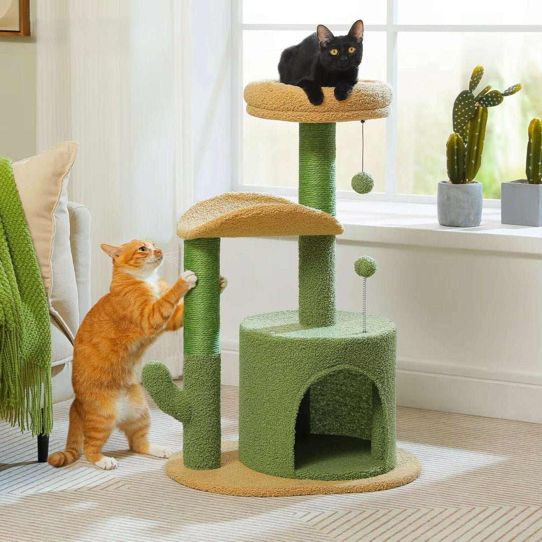 Petit arbre à chat vert, vue d'ensemble