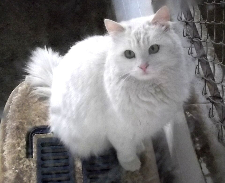 Angora Turc