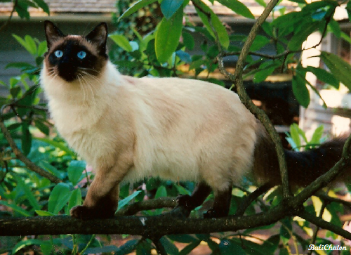 Balinais