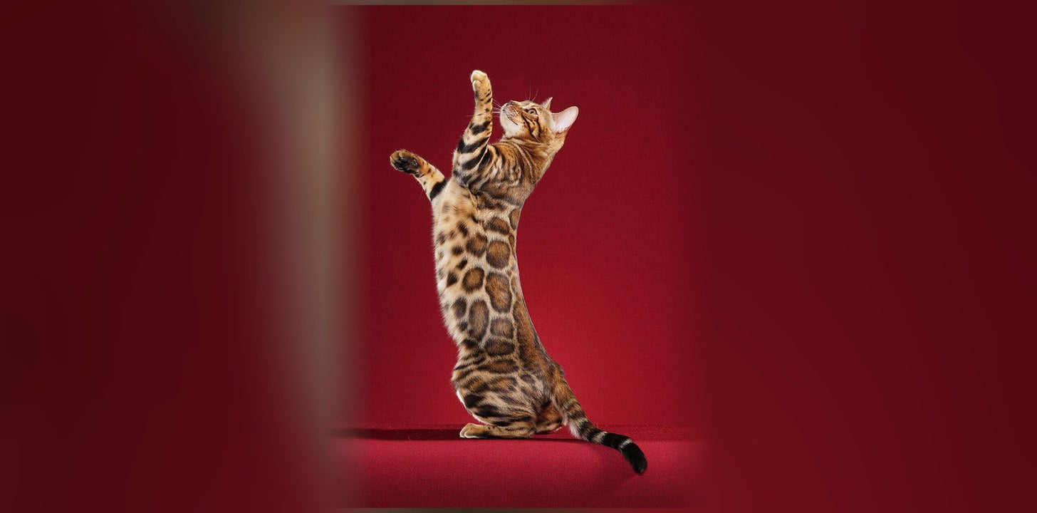 Bengal