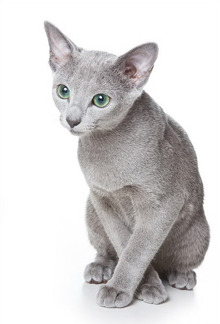 Bleu Russe