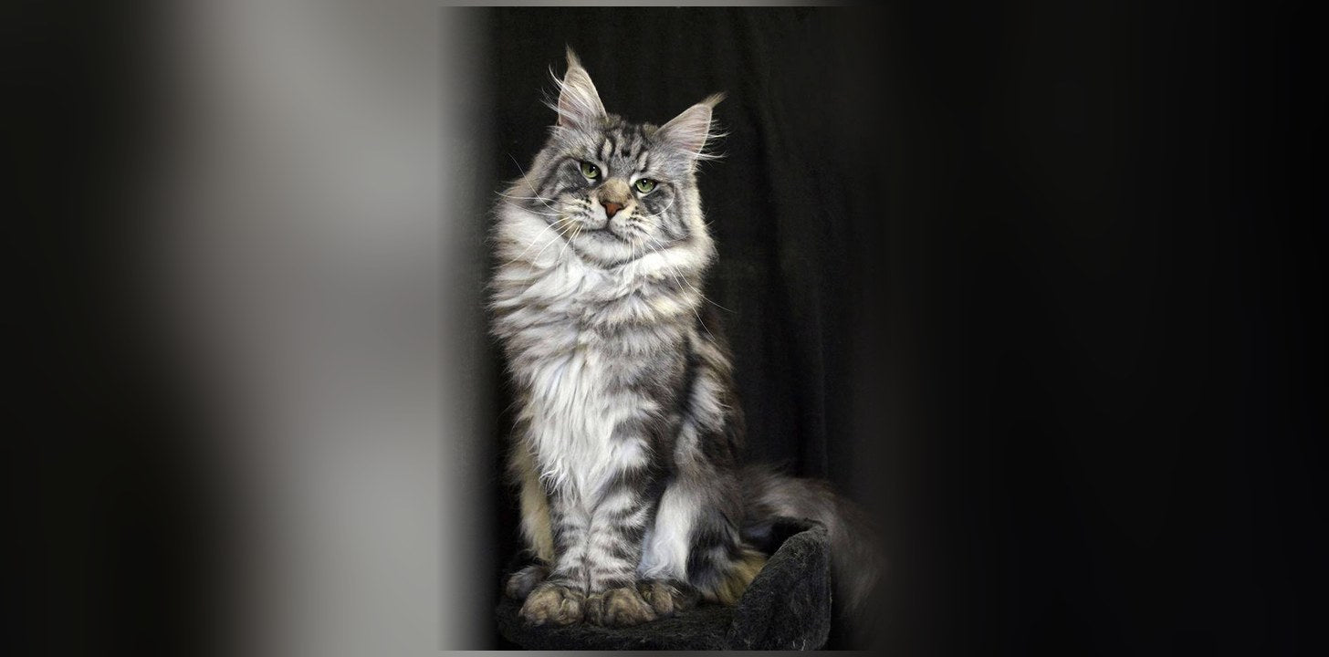Maine Coon