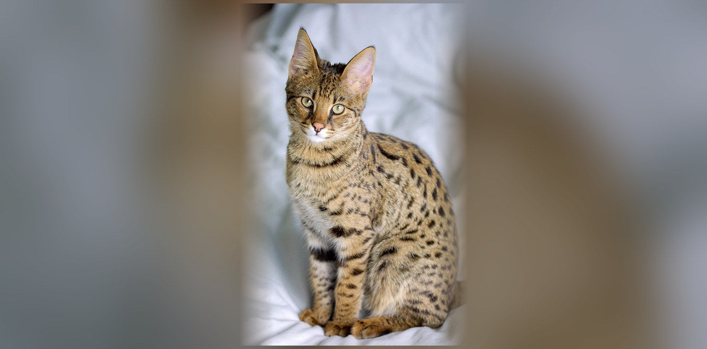 Savannah