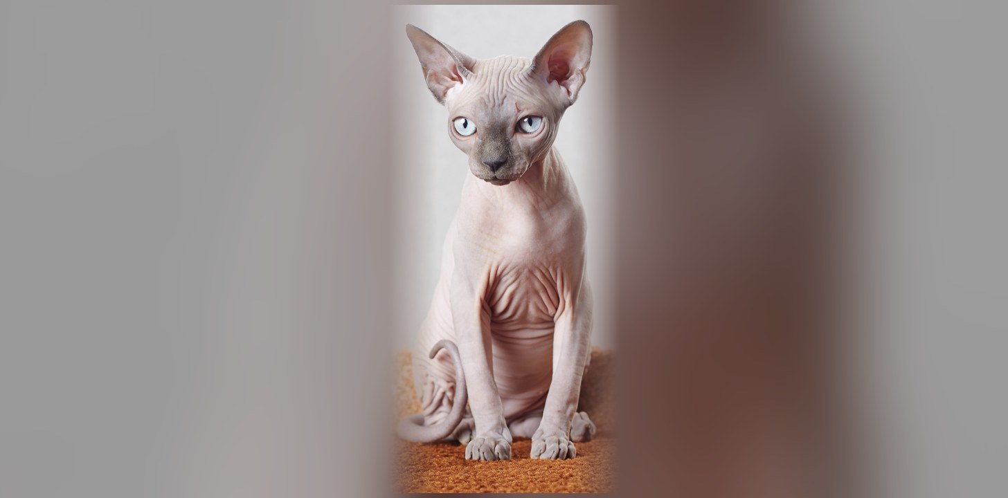 Sphynx